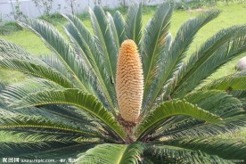 铁树开花