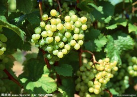 葡萄 葡萄藤 青葡萄