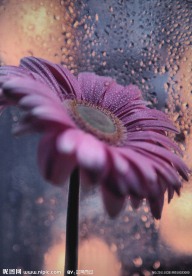紫色菊花