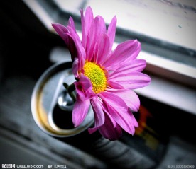 太阳菊