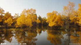 胡杨树