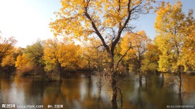 胡杨树