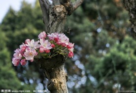 别样桃花