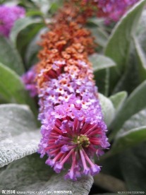花棒