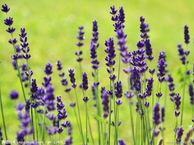 薰衣草
