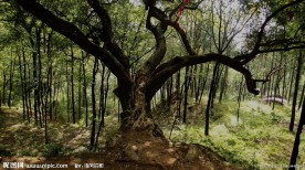 长寿的平安树