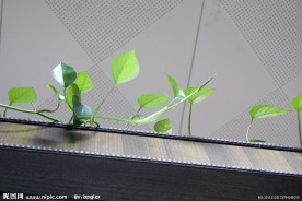 绿色花草 攀枝