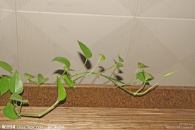 绿色花草