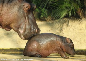 河马母子