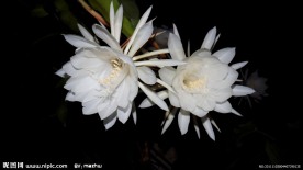 昙花