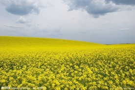 油菜花