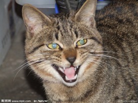 张牙舞爪的猫