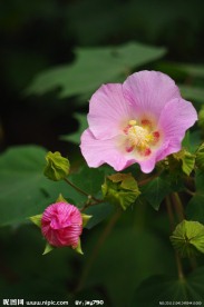 木芙蓉