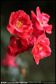小红花