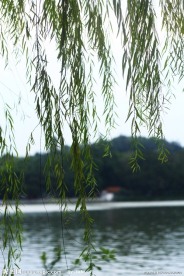 湖边垂柳
