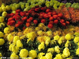 菊花盛开