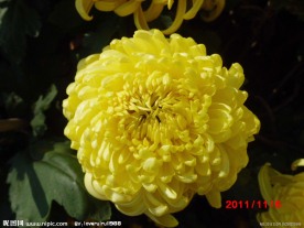菊花盛开