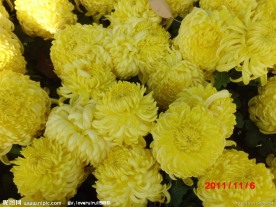 菊花盛开