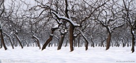 枣乡田园雪景