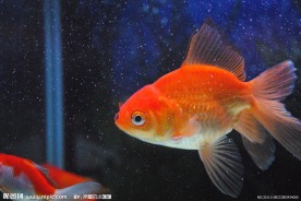金鱼