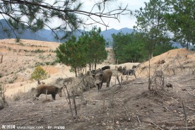 野猪