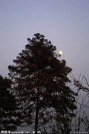 夕阳 树木剪影