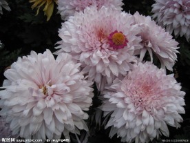 菊花 粉色菊花 花园
