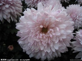 菊花 粉色菊花