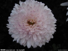 菊花 粉色菊花