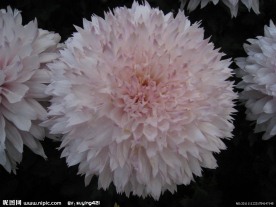 菊花 粉色菊花
