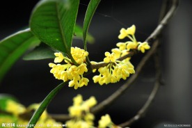 桂花