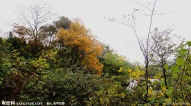屋后的秋林