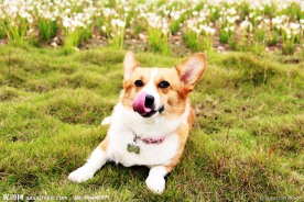 柯基犬