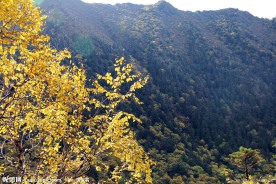 黄龙风景 黄叶