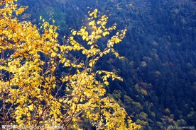 黄龙风景 黄叶