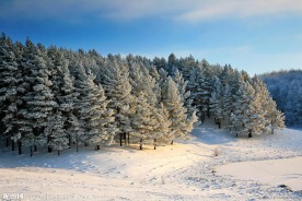 冬季雪景