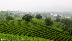 如意茶山