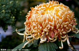 大菊花