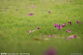 落花