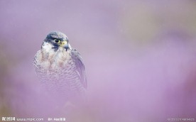鹰头