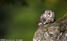 猫头鹰