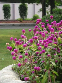 紫花
