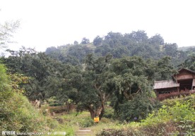 千年香榧王