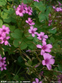 红花酢浆草