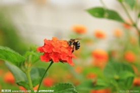 蜜蜂站在花朵上