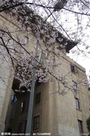 武汉大学樱花