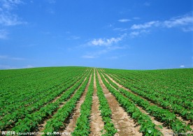 田园风光