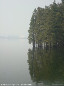 水杉树