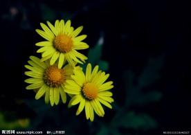 菊韵
