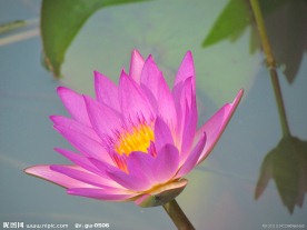 睡莲